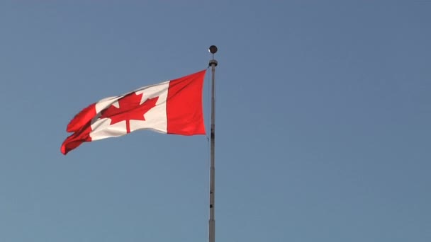 Kanada Ulusal Bayrağı — Stok video