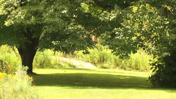 Sonne und Schatten im Park — Stockvideo