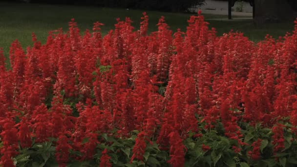 Червоний Salvia квіти у парку. — стокове відео