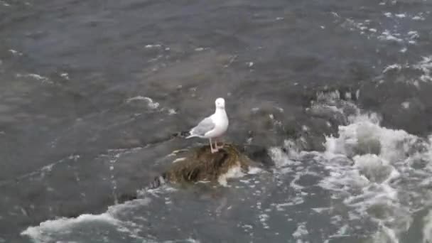 Seagull in the river. — Stock Video