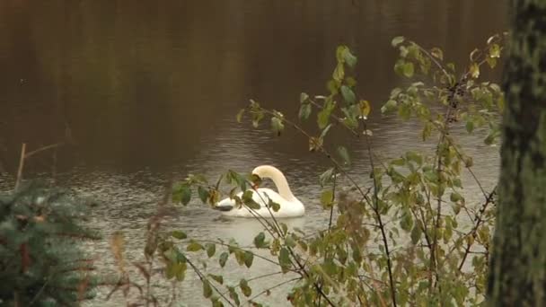 Cisne en el estanque — Vídeos de Stock