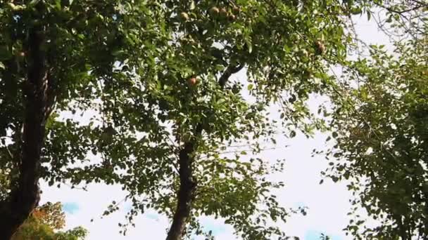 Apple boom in het forest. — Stockvideo