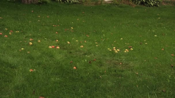 Pomme dans l'herbe. — Video