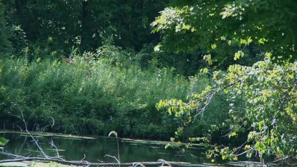 Thicket and liitle pond in the forest. — Stock Video