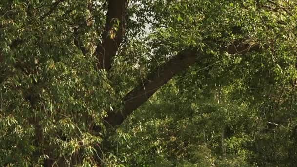 Viejo árbol en el parque. — Vídeo de stock