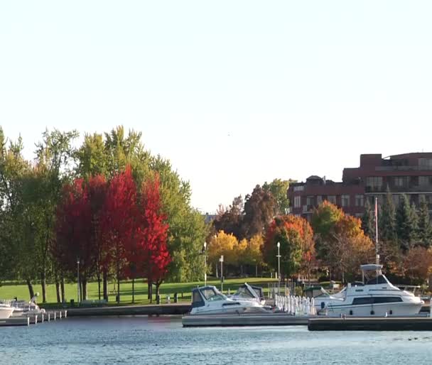 Czerwony drzew, marina, rzeka i łódź. — Wideo stockowe
