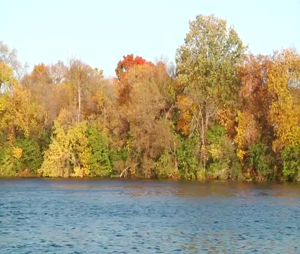 Landscape with river and colourful trees. — Stock Video