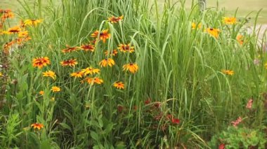 Bahçedeki flowerbed. Daisy-Margarita çiçek.