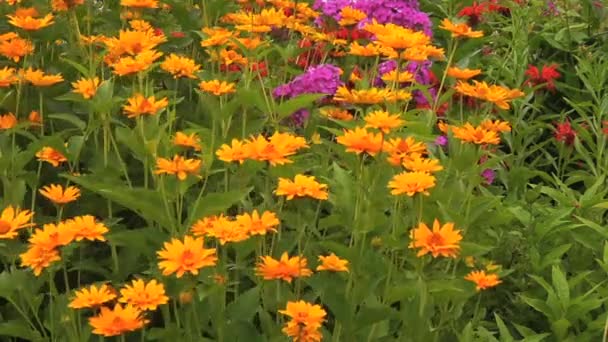 Flores de caléndula en el patio — Vídeos de Stock