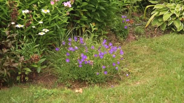 Blomsterrabatt i trädgården. Bell blommor. Zooma in. — Stockvideo