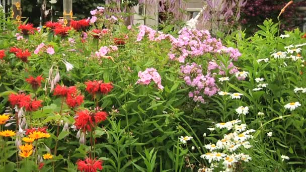 Mixed flowerbed in the garden. — Stock Video