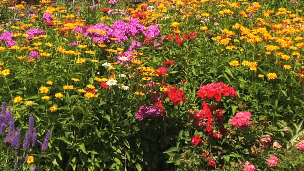 Buntes Blumenbeet im Park. — Stockvideo