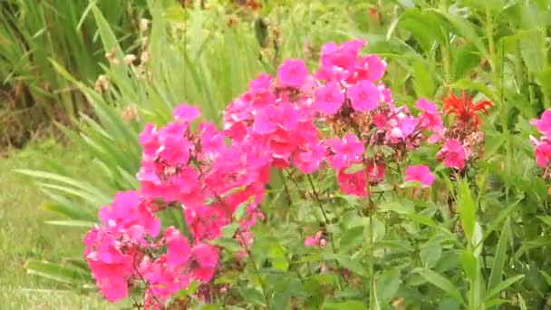 Flores de flóx rosa en el jardín — Vídeos de Stock