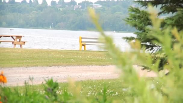 Bäume und Strand. See und Bäume. — Stockvideo