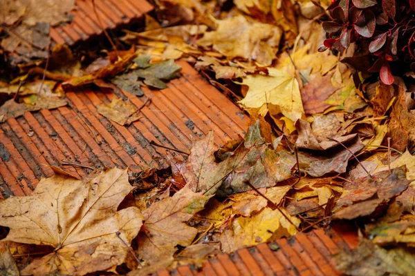 Wiele Różnych Jasnych Kolorowych Liści Jesieni Podłodze Czerwonej Cegły Czerwony — Zdjęcie stockowe