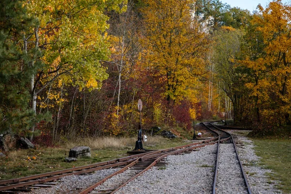 Παλιό Στενό Σιδηρόδρομο Στο Φθινόπωρο Δάσος Σιδηρόδρομοι Και Στρωτήρες Βιομηχανικό — Φωτογραφία Αρχείου