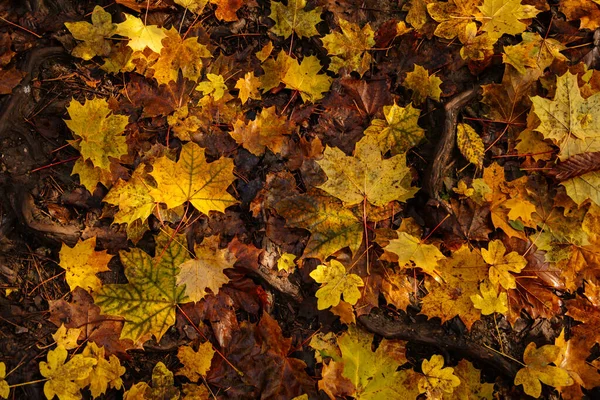 Tło Kolorowych Jesiennych Liści Brązowe Złote Żółte Liście Ziemi Lesie — Zdjęcie stockowe