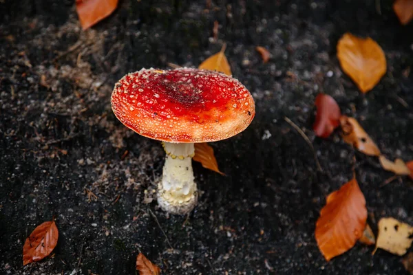 숲에서는 버섯을 아마니 보헤미안 스위스 공화국 — 스톡 사진