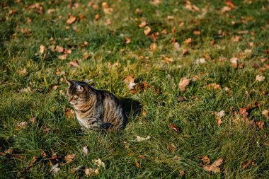 Çimlerin üzerinde oturan sevimli kahverengi tekir kedi. Kedi çayırda yürüyor ve bir şeye bakıyor. Vahşi dünyadaki evcil hayvan. Güzel kedi dışarıda dinleniyor. Seçici odak