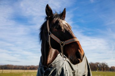 At battaniyesiyle kaplanmış, çayırda dikilen kahverengi bir at. Çiftlikteki tarlada çok güzel bir at. At kaplamalı at portresi