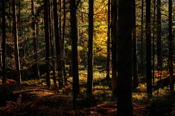 Bosque Otoño Sol Juega Las Ramas Los Árboles Penetra Todo —  Fotos de Stock