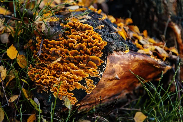 Fungo Peludo Amarelo Crosta Cortina Estabeleceu Toco Velho Autumn Stereum — Fotografia de Stock