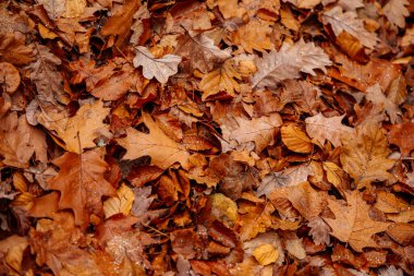 Taze çiğ damlaları ve sonbahar yaprakları üzerinde kar, Orange, Yellow ve kırmızı akçaağaç yaprakları yerde yatar. Akçaağaç ve meşe yaprakları ayaklarının altındaki ağaçlardan düştü. Sonbahar kompozisyonu veya deseni