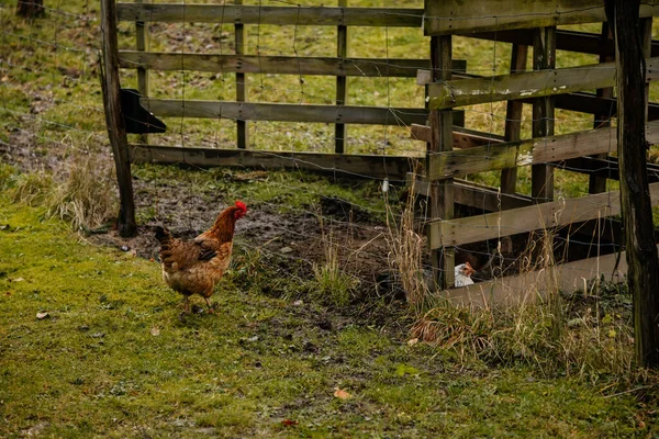Motley Brown Domestic Hen Walk Corral Yard Farm Countryside Hen — Stock Photo, Image