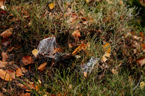 Blisko Pająków Biała Pajęczyna Pokryta Mrozem Kryształami Lodu Brązowym Tle — Zdjęcie stockowe