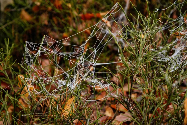 Közelkép Egy Pókok Fehér Pókháló Borított Fagy Jégkristályok Ellen Barna — Stock Fotó