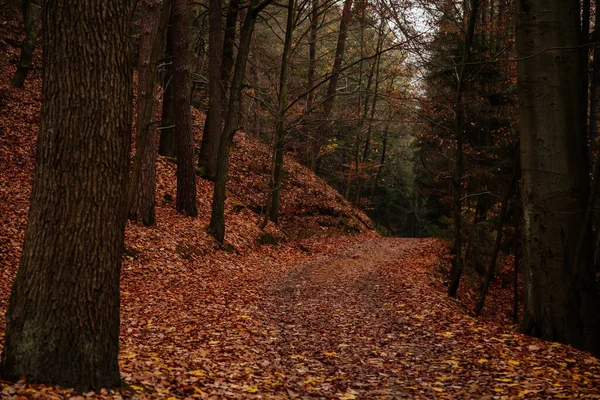 Paisaje Místico Del Bosque Otoñal Hermoso Color Otoño Los Senderos —  Fotos de Stock