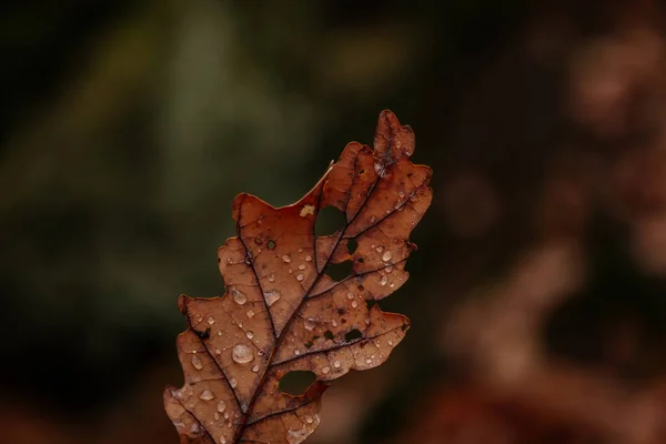 Suche Liście Spadającego Dębu Pomarańczowego Rosą Kropla Wody Deszczowej Jesiennym — Zdjęcie stockowe