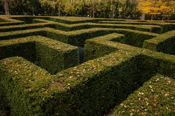 Çalı kozalaklı bitkilerden yapılmış bahçe labirentinin yeşil porsuk çitleri, yukarıdan hafifçe görülüyor. Loucen Romantik Barok Şatosu, Bir parkta Yew Labirenti, Çek Cumhuriyeti, 17 Kasım 2020