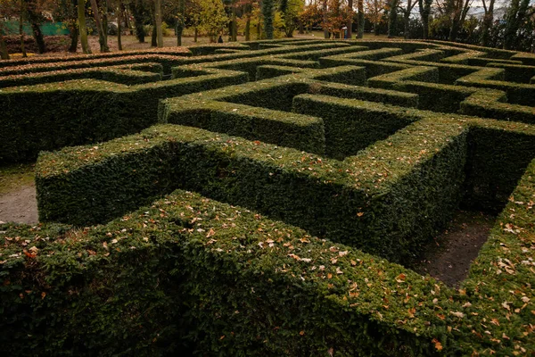 Detalj Gröna Yew Häckar Trädgård Labyrint Gjord Buskiga Barrväxter Sett — Stockfoto