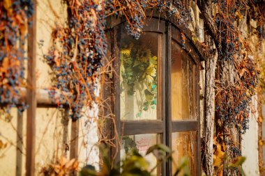 Vahşi şarap veya Virginia Sarmaşığı meyveleri, güneşli kış gününde partenosissus quinquefolia 'nın koyu mavi meyveleri, evin taş duvarı, ahşap çerçeve penceresi, Meissen, Almanya, 08 Aralık 2018 