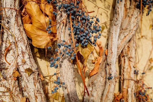 Bacche Vino Selvatico Virginia Creeper Frutti Blu Scuro Parthenocissus Quinquefolia — Foto Stock