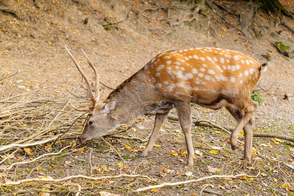 Les Daims Mâles Paissent Dans Réserve Naturelle Doe Debout Dans — Photo