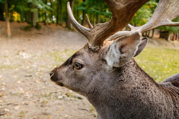 Les Daims Mâles Paissent Dans Réserve Naturelle Doe Debout Dans — Photo