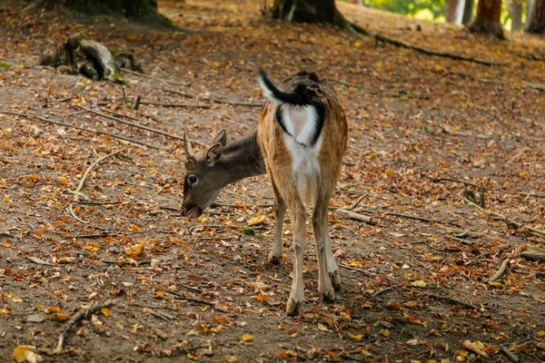 Les Femelles Broutent Cerf Dans Réserve Naturelle Doe Debout Dans — Photo