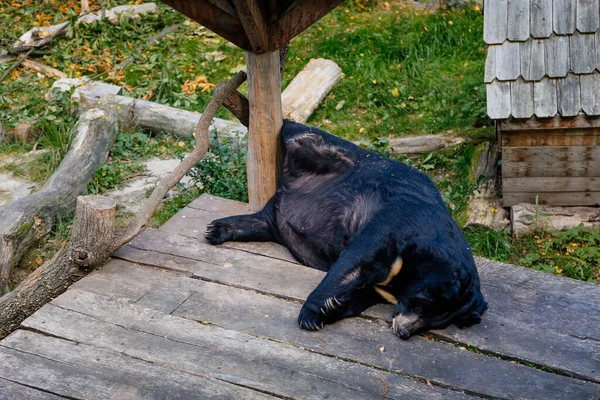 Asiatischer Fetter Schwarzbär Beim Essen Spielen Auf Baumstämmen Und Holzplattformen — Stockfoto