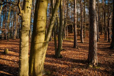 Mavi turist güzergahı tabelası, geleneksel renkli Çek turist işaretleri, Kokorin 'de orman güneşli bir günde korunuyor, Drouzkovska cesta, Çek Cumhuriyeti, 26 Aralık 2020