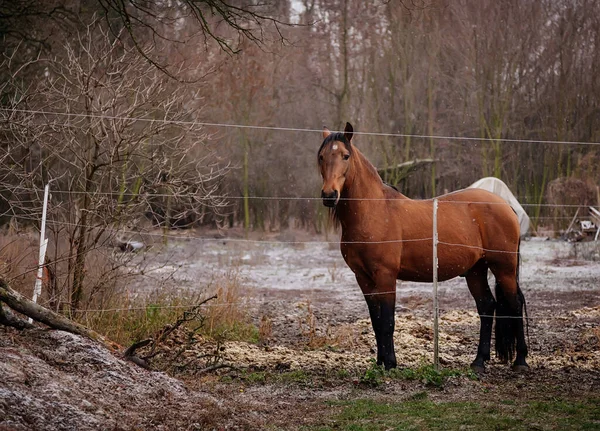 Barna Felnőtt Áll Réten Gyönyörű Mezőn Farmon Skanzen Hóval Polabi — Stock Fotó