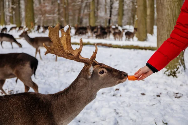 Homme Nourrit Main Les Cerfs Jachère Dans Jardin Château Médiéval — Photo