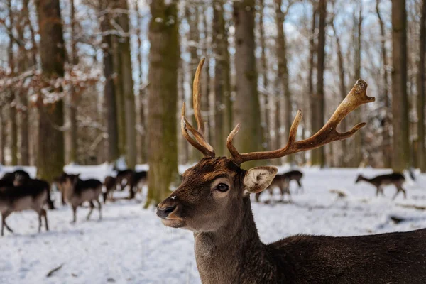 Wild Étonnante Jachère Cerf Debout Dans Son Enceinte Naturelle Dans — Photo