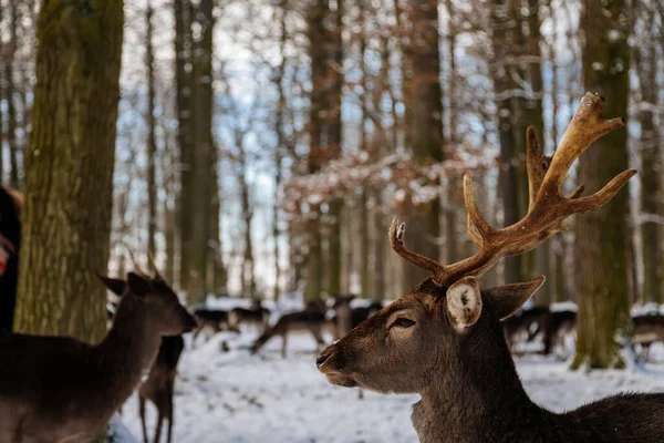 Grupa Dzikich Jeleni Odpoczywających Ogrodzie Średniowiecznego Zamku Blatna Zimowy Słoneczny — Zdjęcie stockowe