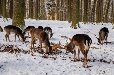 Deers butt and fight in the garden of medieval Castle Blatna in winter sunny day, Herd of red deer in its natural enclosure in the forest, Czech Republic, January 09, 2021