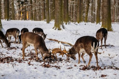 Deers butt and fight in the garden of medieval Castle Blatna in winter sunny day, Herd of red deer in its natural enclosure in the forest, Czech Republic, January 09, 2021