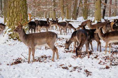 Ortaçağ Şatosu Blatna 'nın bahçesinde kış güneşli bir günde uzanan ve dinlenen bir grup nadaş geyik sürüsü Çek Cumhuriyeti' nin ormanındaki doğal koruma alanında, 09 Ocak 2021