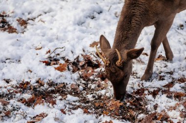 Ortaçağ Şatosu Blatna 'nın bahçesinde, kış güneşli bir günde ormandaki doğal ortamında yalnız bir geyik yiyecek arıyor. Çek Cumhuriyeti, 09 Ocak 2021