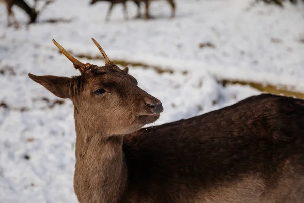 Wild Étonnante Jachère Cerf Debout Dans Son Enceinte Naturelle Dans — Photo